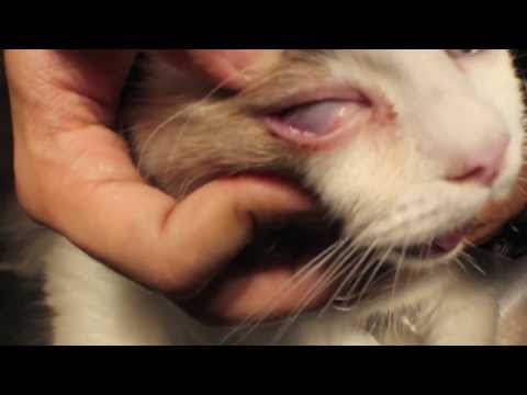 वीडियो: बिल्लियों में नेत्र रोग - बिल्लियों में कॉर्नियल अल्सर - अल्सरेटिव केराटाइटिस