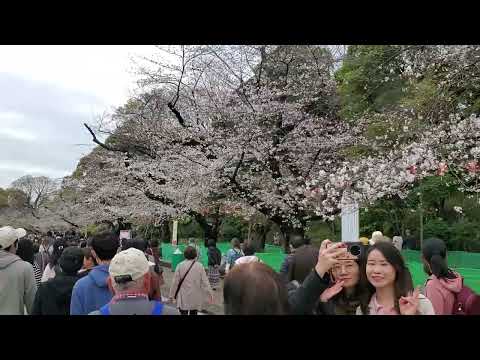 上野公園 20240404 - YouTube