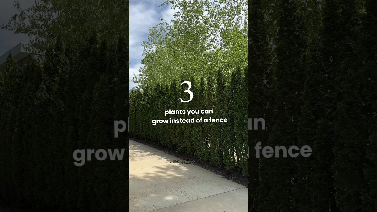 Best trees for creating a privacy screen #landscaping #trees #garden