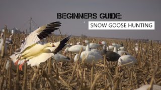 Beginners Guide: Snow Goose Hunting | How to get started Snow Goose hunting | Tips and Tricks