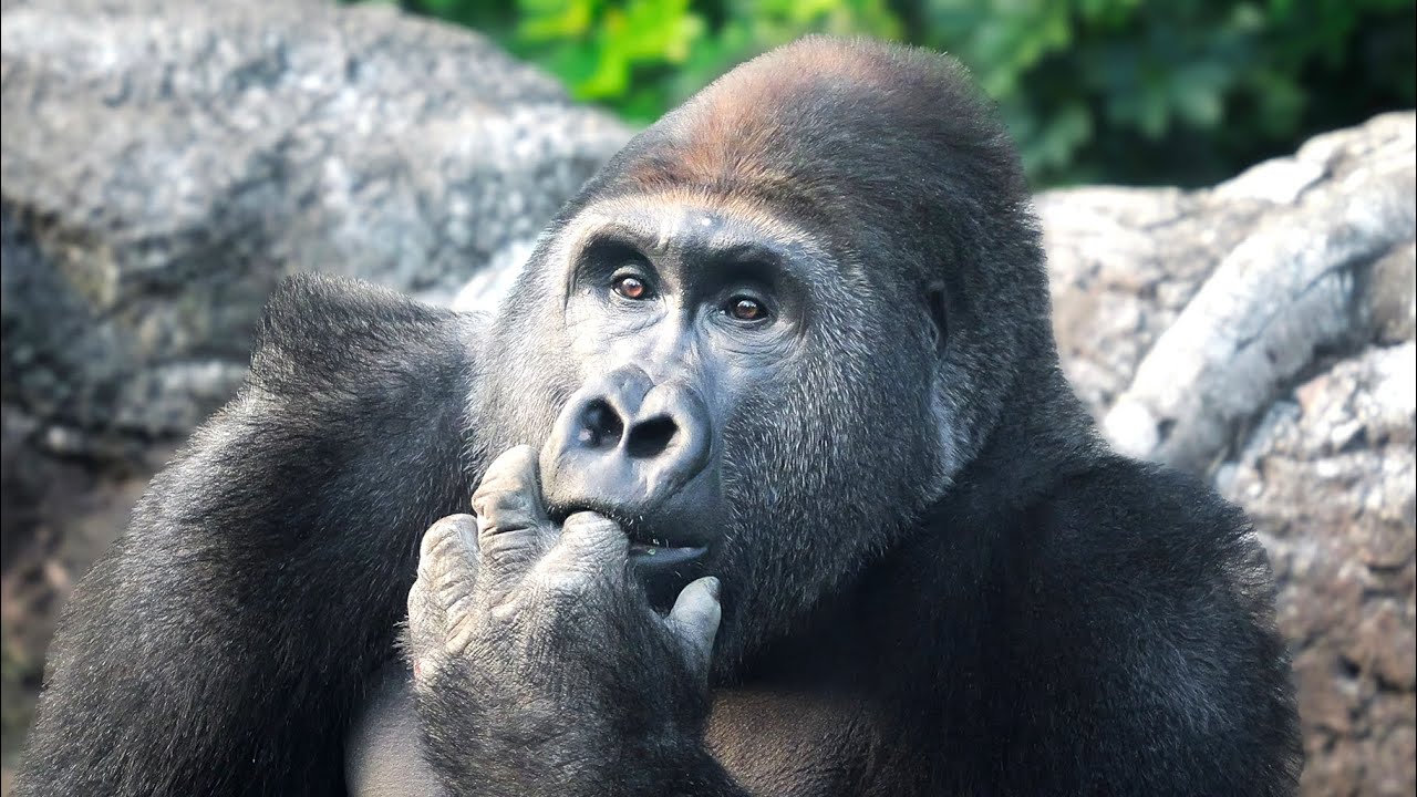 Новости о Гентаро | Молодая горилла осваивается в новом доме | Новости о Момоке