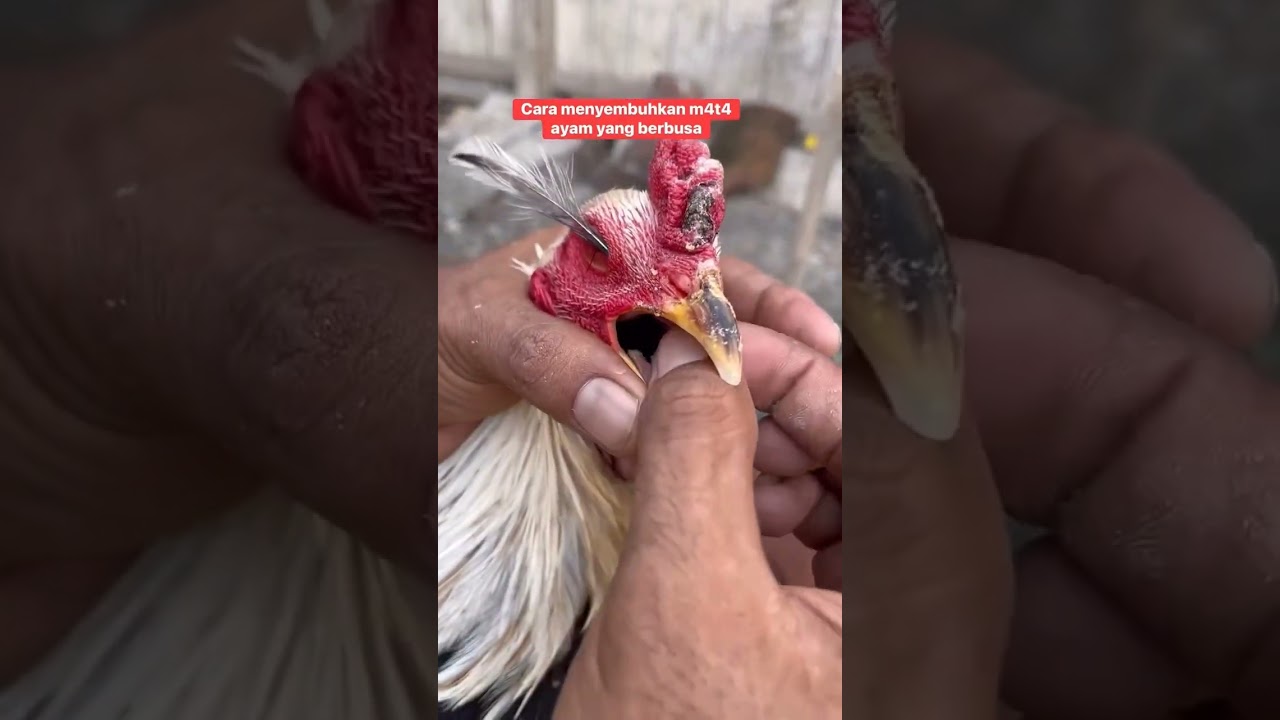 What's is that For 🤔🐓🐔 #birds #cheenaaseel #aseelmurga #ytshorts #youtubeshorts