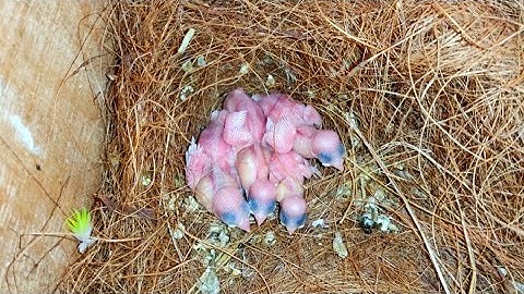White Java Sparrow colony Classic Breeding