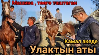 КАРА АТ ПОДАРКАГА КЕТЕТ Машина төөгө таштаган КАМАЛ АКЕДЕ ЧОҢ АТ