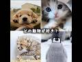 どの動物が好き？#犬 #猫 #ペンギン #チーター #動物