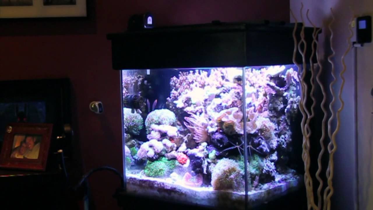 Walter's 60 Gallon Reef Aquarium 