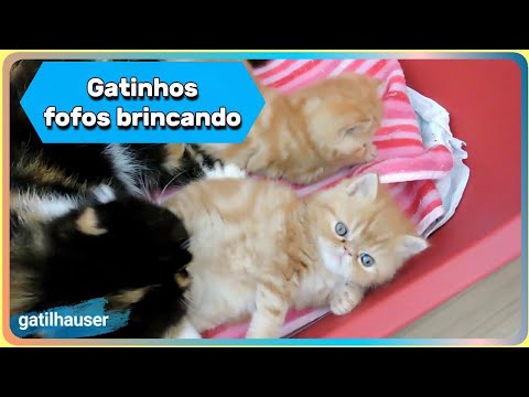 uma coleção de gatos fofos brincando na sala de estar, ótimo para