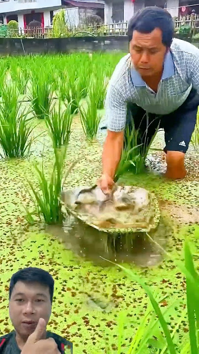 The upstream water overflowed,caught a nest of fish in the field.It was wonderful. #fishing#farming