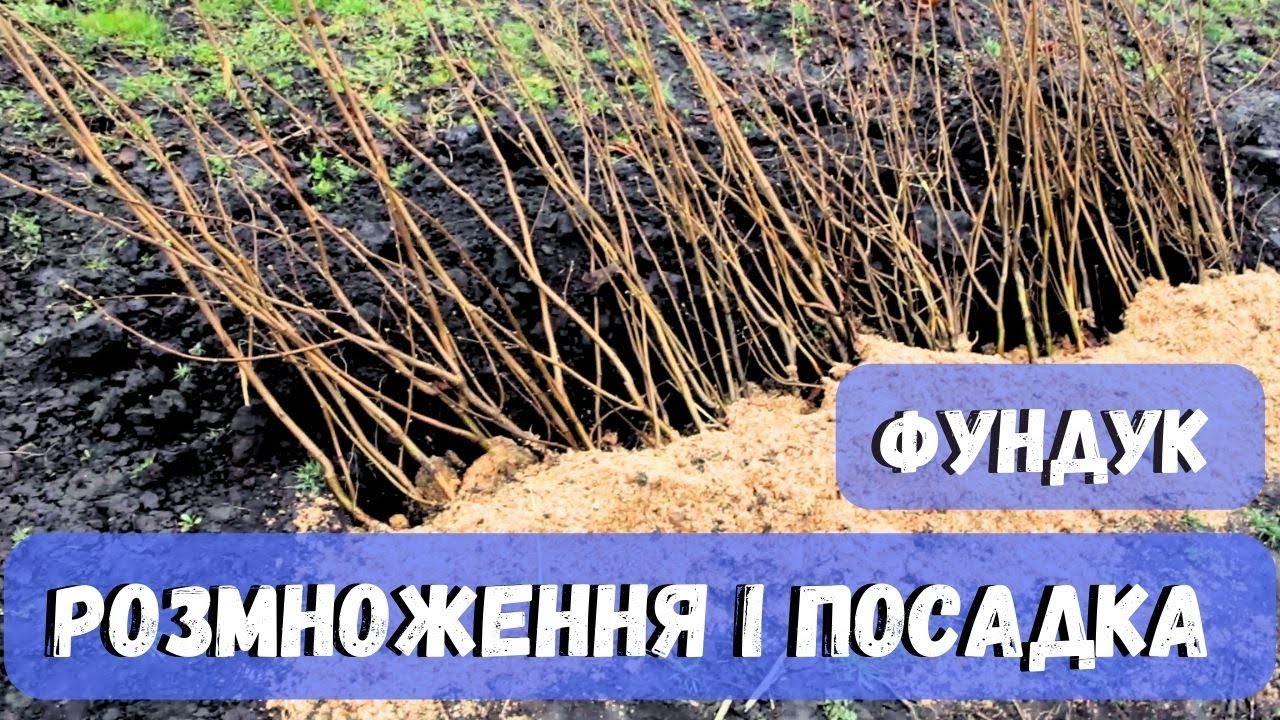 #фундук  Як розмножити і посадити свій сад без затрат