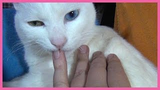 White cat Yuki licks my hand kindly.