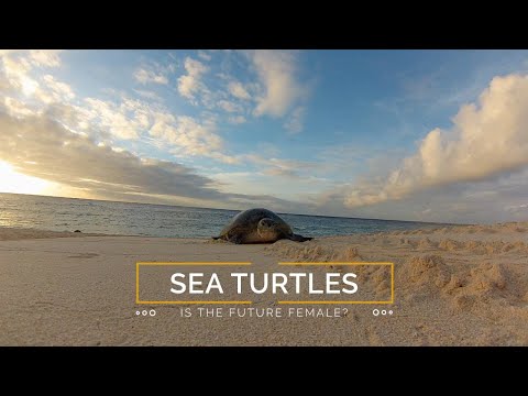 Sea Turtles: Is the Future Female?