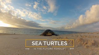 Sea Turtles: Is the Future Female?