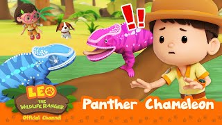 AMAZING! Colourchanging REPTILES! | Panther Chameleon | Leo the Wildlife Ranger | #compilation