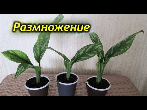 Размножение Аглаонемы в домашних условиях.