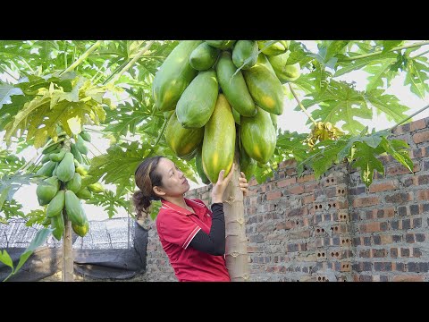 Harvesting Papaya Garden With Super Big Fruits Go To Market Sell | Phương - Harvesting