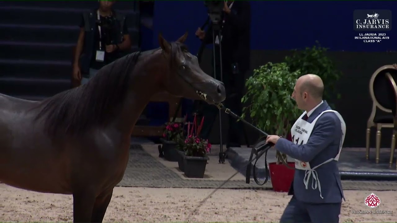 N 114 JS AL SULTAN IT   El Jadida 2023   International AHS Class A   Colts 3 Years Old Class 8