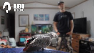 How to Get a Scared Parrot to Target | Fearful Timneh African Grey