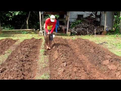 Video: Orientasi Kebun Sayur - Arah Barisan Kebun Sayur