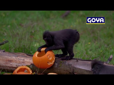 Halloween comes early for animals at one zoo outside London