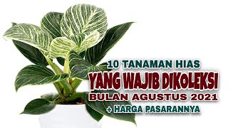 10 Tanaman Hias Cantik Yang Wajib Dikoleksi di Bulan Agustus 2021