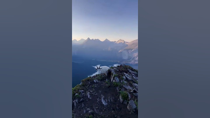 美国一位登山者在攀登加拿大州山脉顶峰后，偶遇神秘的雪羊   神奇动物在抖音  雪羊  野生动物零距离