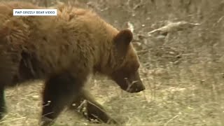 Victim of grizzly bear attack near West Yellowstone has been identified