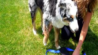 walkright control dog harness