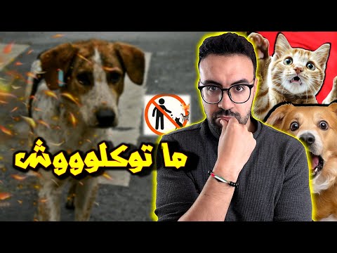 علاش بغاو يمنعو إطعام الكلاب والقطط الضالة قانون غريب فيه الغرامة والحبس