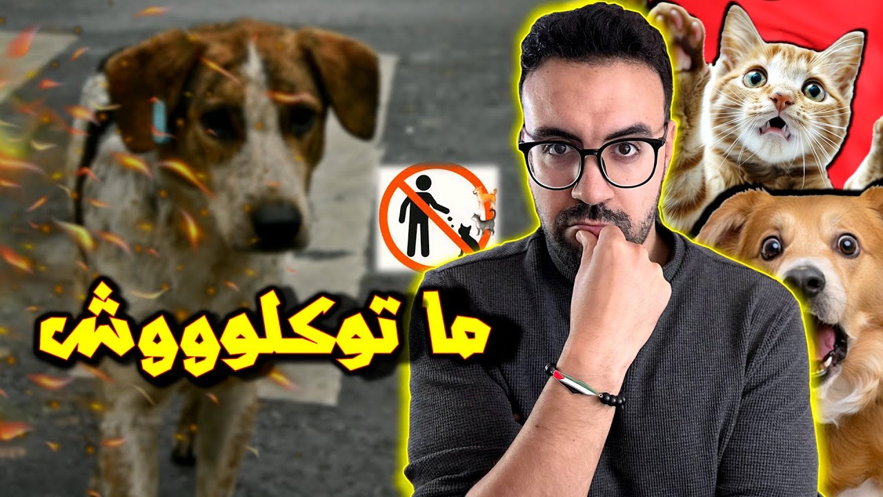 علاش بغاو يمنعو إطعام الكلاب والقطط الضالة؟ .. قانون غريب فيه الغرامة والحبس