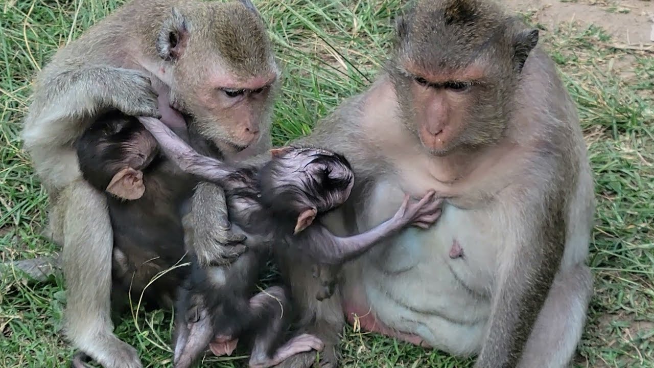 Reject milk from Dakota while baby  Jagger get milk from mom Jinx🐒 🥺