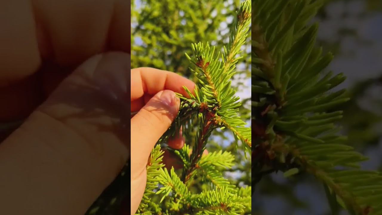 Паразит елей - Елово-лиственничный хермес Adelges laricis