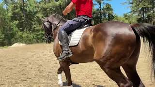 10 year old Imported Westphalian Gelding for your consideration. 5/03/26 schooling ride