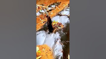 The process of fertilization = good methods can increase efficiency