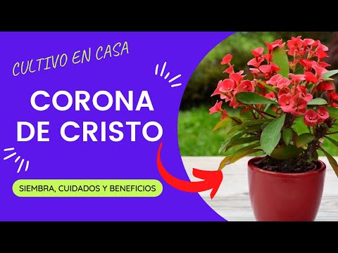 Video: Información sobre las plantas de espinas de crucifixión: cómo cultivar la planta de ancla Colletia