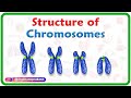 Chromosome Structure and Karyotyping Insights
