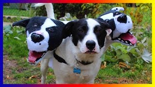 Funny Dog In Customes | [Made By Lisa Hudberman] by Lisa Hudberman 128 views 7 years ago 4 minutes, 43 seconds