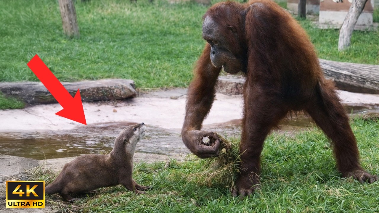 Hilarious Animals Video of 2026 Was Definitely Worth The Wait! 🤣