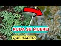 El MISTERIO del POR QUE SE SECA LA RUDA ❓ Ruda Marchita o Seca ❓ PARTE 1