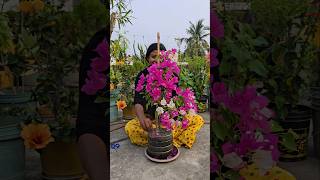 Bougainvillea Plant Cutting Time