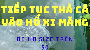 Nuôi cá rồng: Thả tiếp 1 bé HB size lớn vào hồ xi măng l Thế Nam