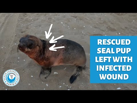 Rescued seal pup left with infected wound