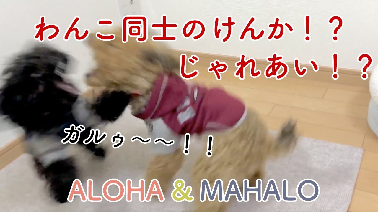 子犬同士の喧嘩 じゃれあい ウゥーウゥー唸りながらもけんかと違い楽しく遊んでいる様子 Youtube 子犬同士の喧嘩 じゃれあい ウゥーウゥー唸りながらもけんかと違い楽しく遊んでいる様子 Youtube