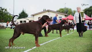 Jeff di Perlanera  - IDC SIEGER 2023 brown male by Filip Lazarevic 548 views 7 months ago 21 seconds