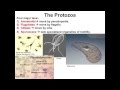 Introduction to Protozoa | مقدمة عن الحيوانات الأولية | جامعة الباحة | د. محمد آل قمبر