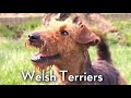 The Welsh Terrier - Bests of Breed の動画、YouTube動画。