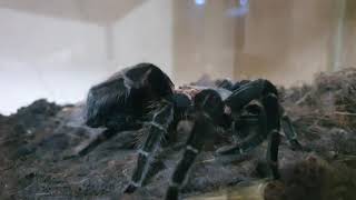Tarantula butt scratch