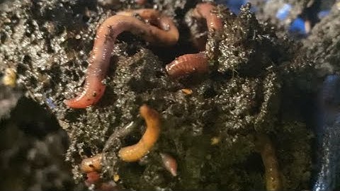Composting with Craig Ep 116: Worms, Worms, and More Worms