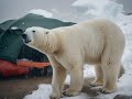 Jakub Marvec&#39;s Polar Bear Attack
