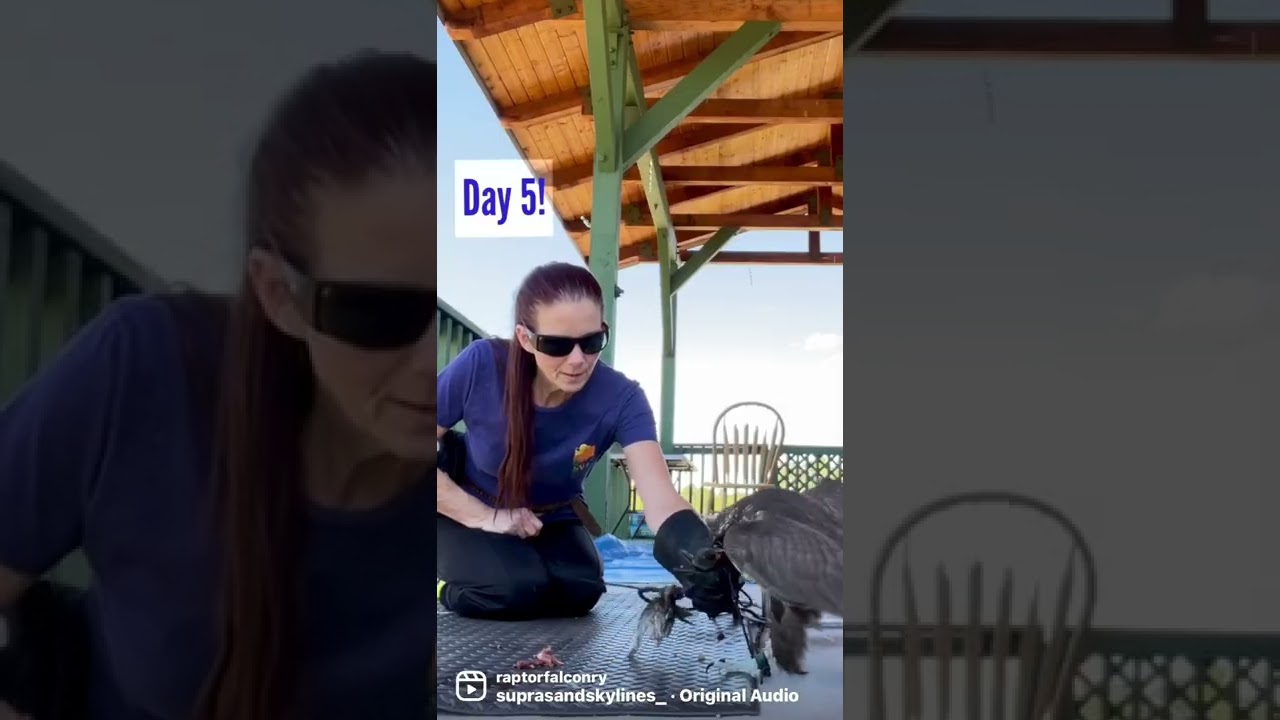 Saker Falcon’s First Week of Training. Full version coming soon! Subscribe to get notified!