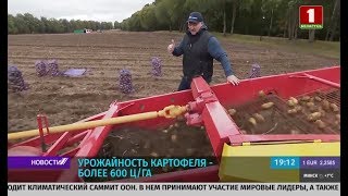 Лукашенко лично в поле собирает картошку